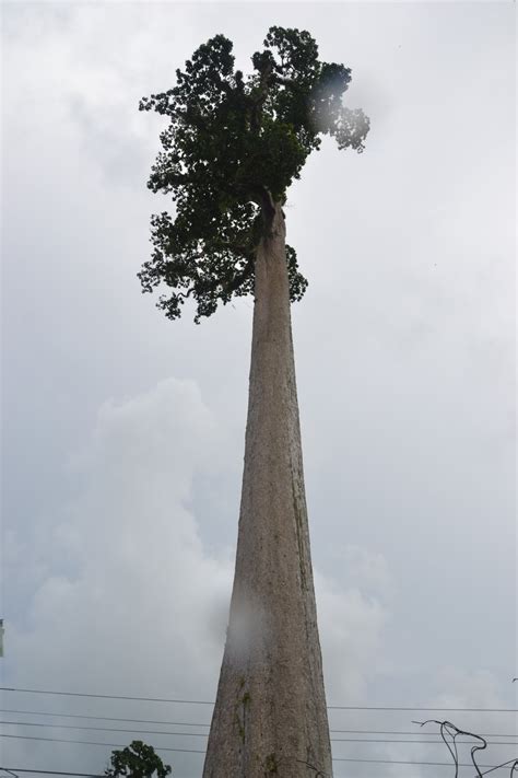 Di malaysia, pokok ini mendominasi hutan pantai yang banyak terdapat di sepanjang pantai termasuk pantai negeri sabah dan sarawak. Top 5 Pokok Tertinggi Di Dunia ~ Top 5