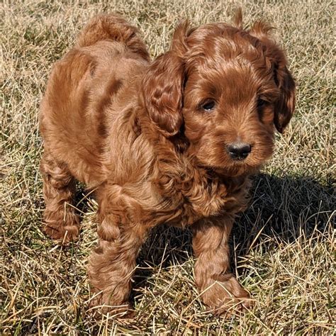 Which of these goldendoodle generations are better? Mini Goldendoodles Available, F1b & F1bb | Golden Point ...