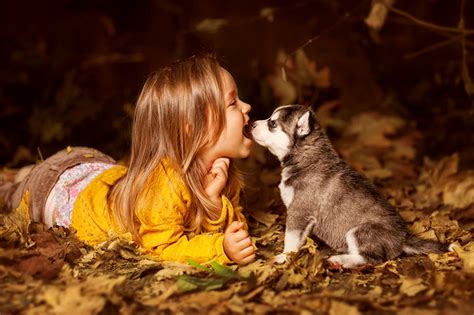 Fondos de Pantalla Perro Husky siberiano Cachorro Niñas ...