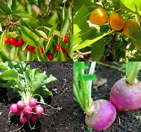 18 Fast Growing Fruit Trees And Vegetables For Your Home Garden The