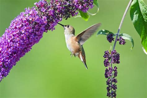 12 Beautiful Perennial Flowers That Attract Hummingbirds To The Garden