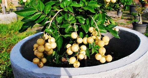 Bibit tanaman buah durian juga dapat kita ambil dari perkembangbiakan secara vegetatif atau perbanyakan dengan okulasi. Cara Menanam Kelengkeng Dalam Pot Agar Cepat Berbuah ...