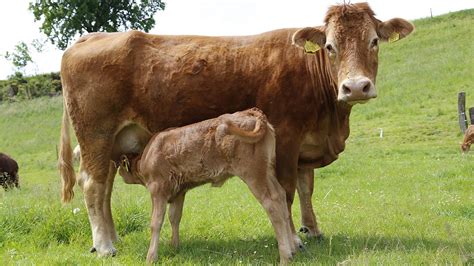 If they are trying to call their calf a cow is pregnant for nine months, just like people. Baby Cows and Calves