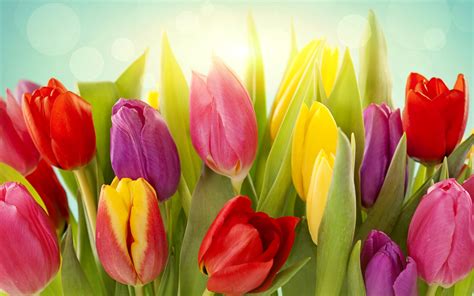 Different Colors Of Tulip Flowers Wallpaper Flowers Wallpaper Better