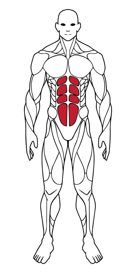 Editable Muscle Map Anatomy Poster Clipart Highlight Muscle Groups For