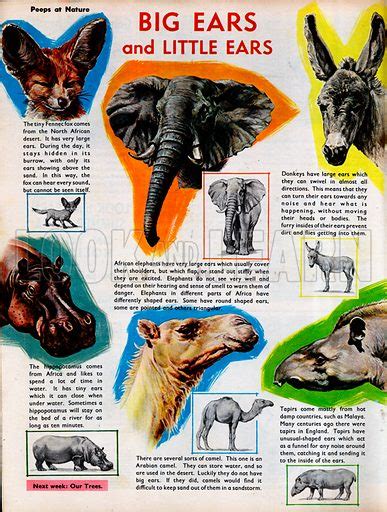 Top 98 Why Do Animals Have Different Shaped Ears