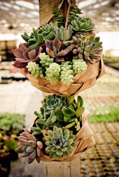 Maybe you would like to learn more about one of these? How To Display Succulents: 30 Cute Examples - DigsDigs
