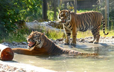 Celebrate International Tiger Day At Drayton Manor Theme Park