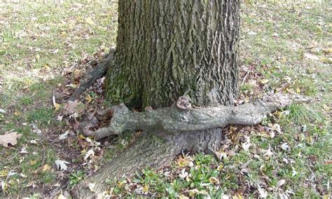 Girdling Roots Tamke Tree Experts