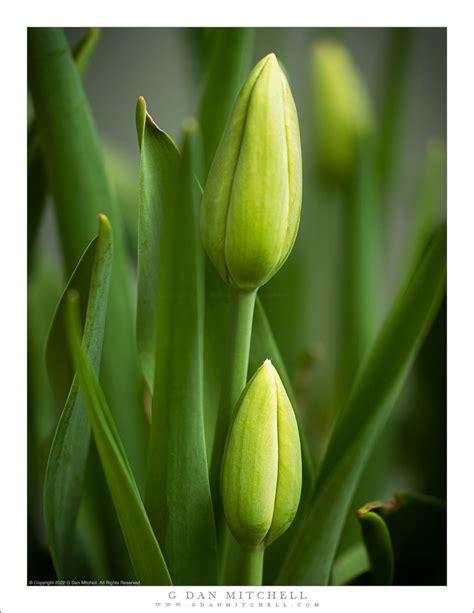 Green Tulip Buds G Dan Mitchell Photography