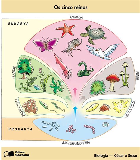 Todos Os Organismos Vivos Estão Sujeitos A Processos Evolutivos