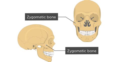 Zygomatic Process