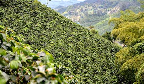 Coffee tour, enjoying metamorphosis of coffee beans. The home of perfect coffee, but they can't make a decent ...