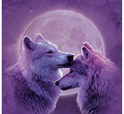 Wolf Love Wallpapers On Wallpaperdog