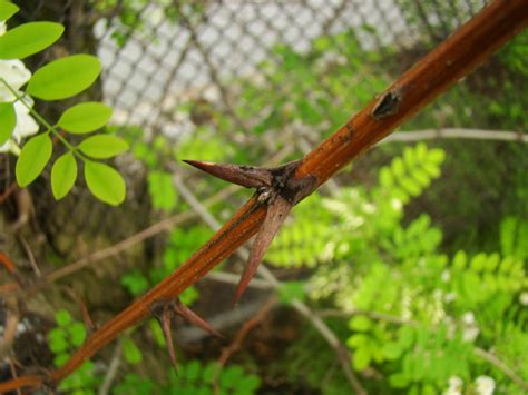 Black Locust Robinia Pseudo Acacia The Hudson River Park Companion