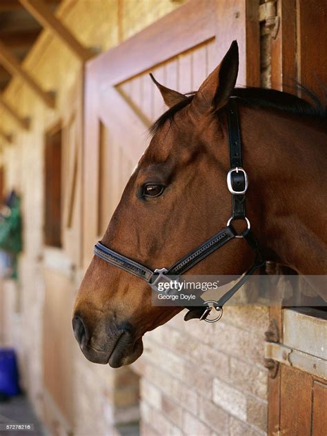 Side Profile Of Horses Head High Res Stock Photo Getty