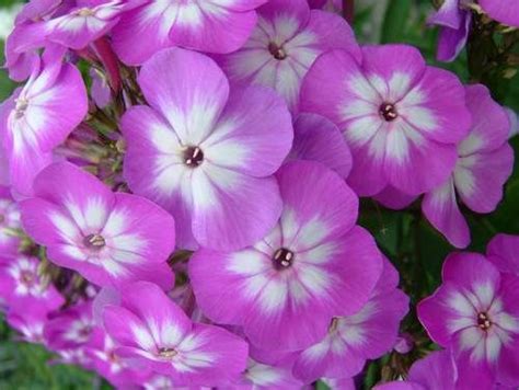 Volcano Phlox Purple With White Eye Flowers Pinterest Gardens To