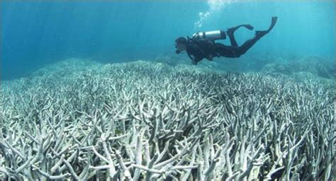 Is Chemical Sunscreen Damaging Coral Reef In Phuket · Aussie Divers Phuket