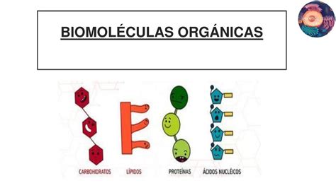 Biomoléculas Orgánicas Tati Yt Udocz