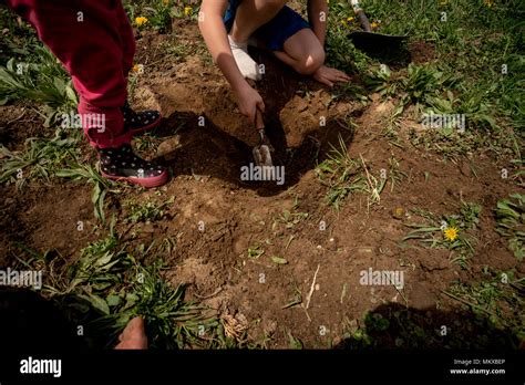 Two Children Dig In The Dirt In A Garden Stock Photo Alamy