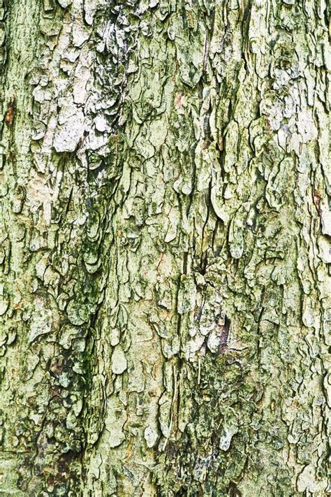 Beautiful Tree Bark Texture Image Stock Photo Image Of Bark Rough