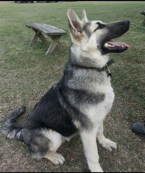 German Shepherd Puppies Black And Silver Pets Lovers