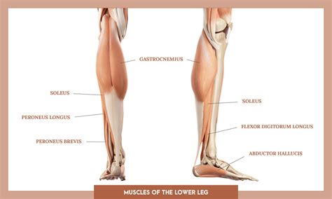 Lower Extremity Muscle Anatomy
