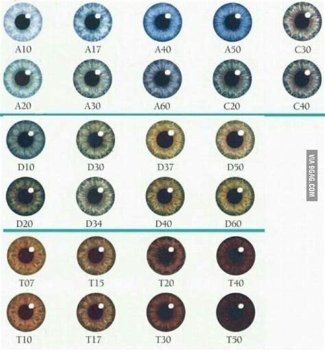 Eye Color Chart Genetics Colour Chart Eye Color Facts Eye Chart