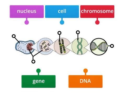 Labeling Genetics Cells To Gene Labelled Diagram