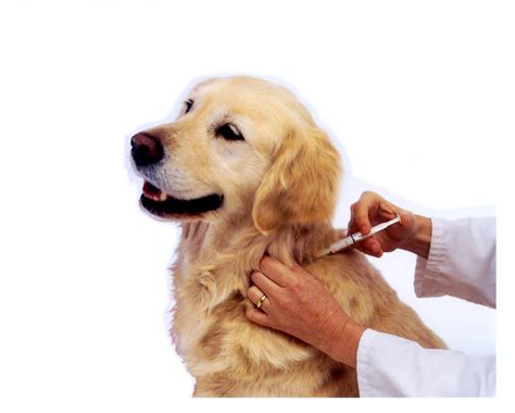 Dog Getting Vaccine Chase Farm Veterinary Hospital