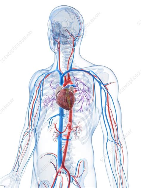 Human Vascular System Artwork Stock Image F0101605 Science