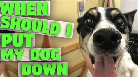 Those letters stand for hurt, hunger, hydration, hygiene, happiness, mobility, and more (good days than bad). Should I put my dog down - YouTube