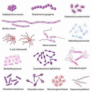 What Is Bacteria Classification With Pictures