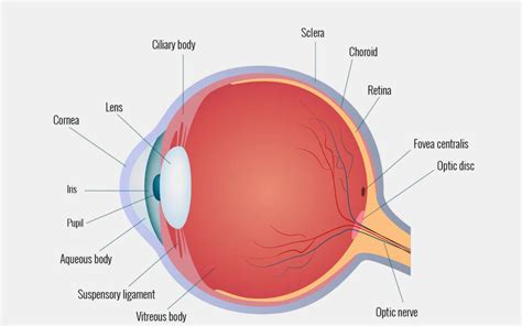 Understanding The Different Parts Of Your Eye All About Eyes Gambaran