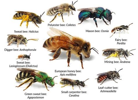 Types Of Bees John Moore Museum