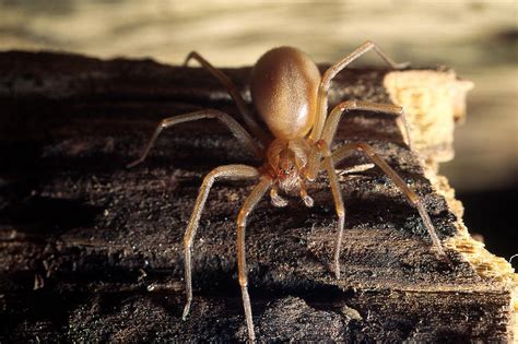 Brown Recluse Or Violin Spider Photograph By Robert Noonan