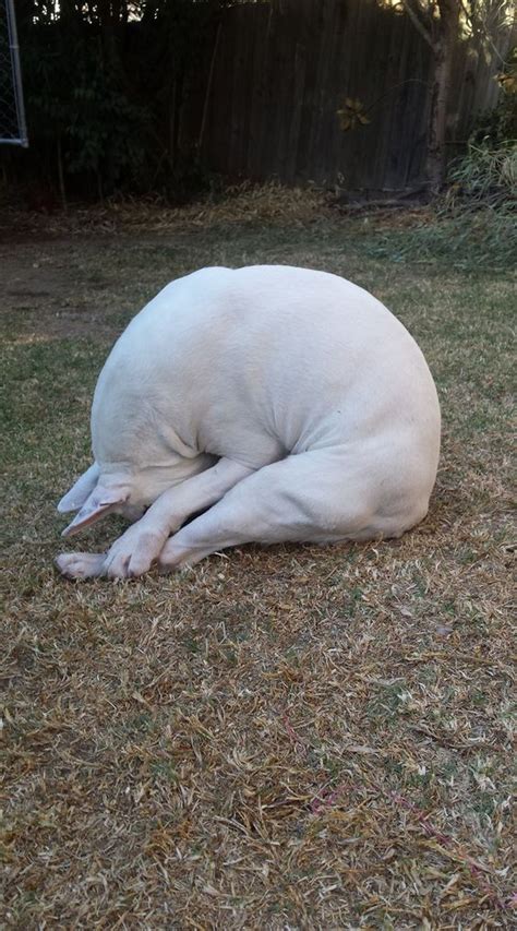 33 English Bull Terriers Sleeping In Totally Ridiculous Positions Artofit