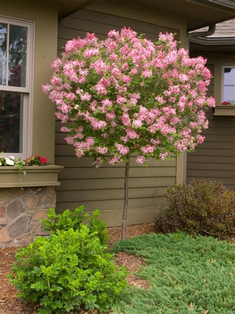 Tinkerbelle Lilac Tree Form Syringa ‘bailbelle Lilac Tree Dwarf