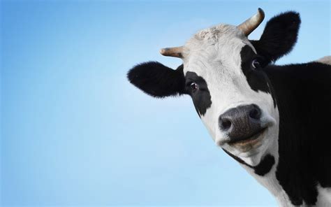 Download Cow Face Funny Wallpaper For Desktop Of By Pennyburton