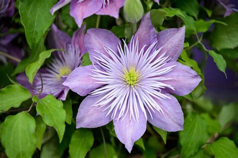 Grow Guide Group Two Clematis