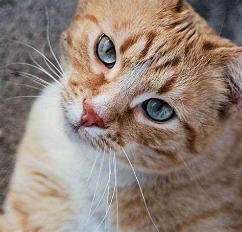 9 Fun Facts About Orange Tabby Cats The Purrington Post