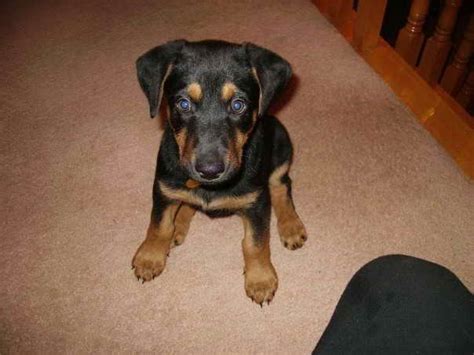 3 doberman puppies looking for new loving homes very sad sale but due to change of circumstances we now have 3 beautiful doberman puppies looking for their forever homes. Doberman German Shepherd Mix Puppies For Sale | PETSIDI