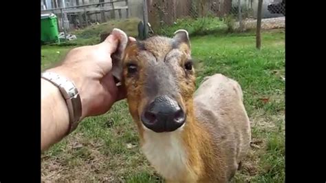 Frequently called barking deer, muntjac deer are the oldest known deer my weird pet: Our Amazing New Baby Muntjac Deer - YouTube