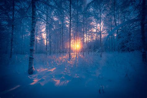Snowy Birch Forest View From Sotkamo Finland Stock Image Image Of
