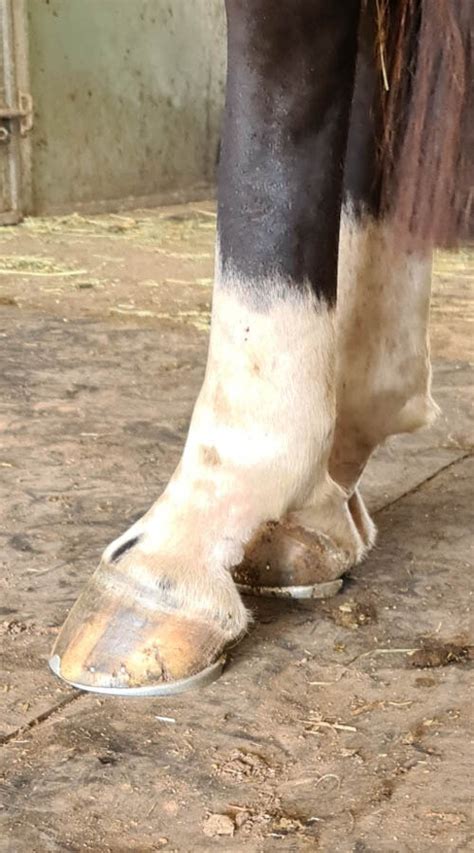 Understanding Tendon Sheath Inflammation Equestrian Life