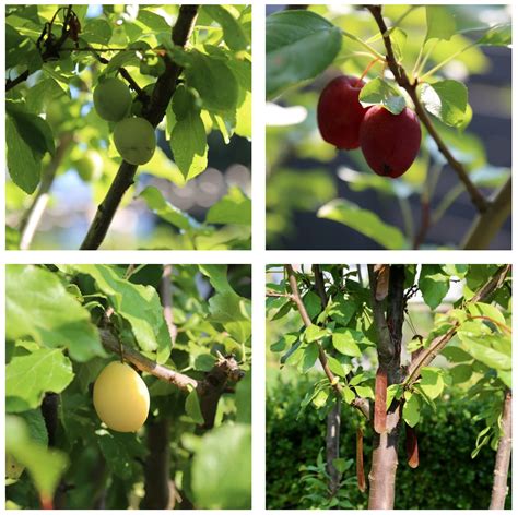 Tiny Orchards And Potted Fruit Trees Modern Farmer