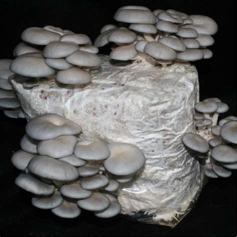 Oyster Mushroom Ready To Fruit Blocks Instructions
