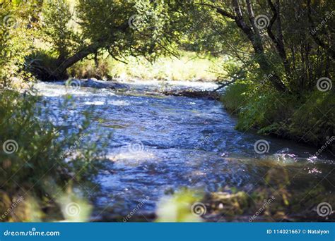 Mountain River Fast Stream Going Through Green Forest On A Summer Sunny