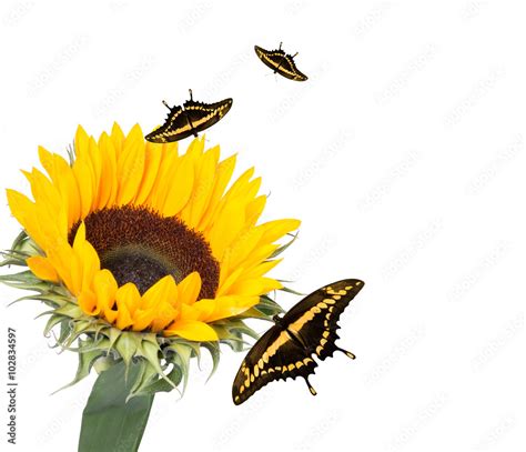 Sunflower And Butterfly Isolated On White Background Stock Photo