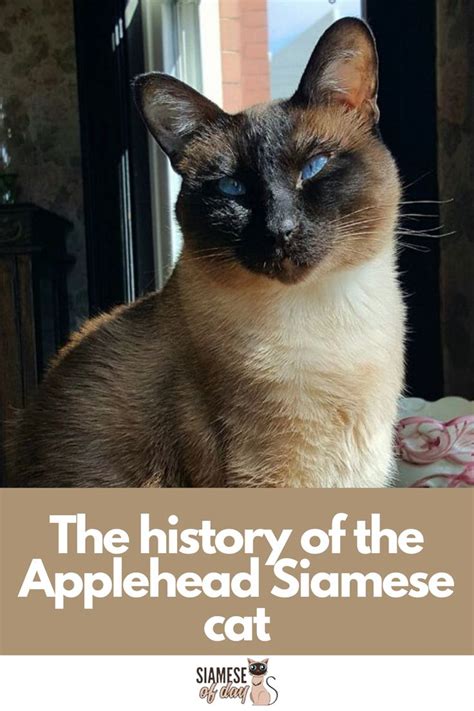 A Siamese Cat Sitting On Top Of A Bed With The Caption The History Of